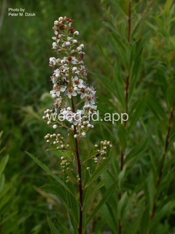 meadowsweet